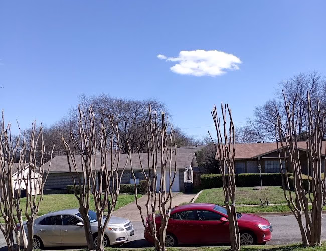 61466 js sod tree 8211 professional sod installation тree trimming 1