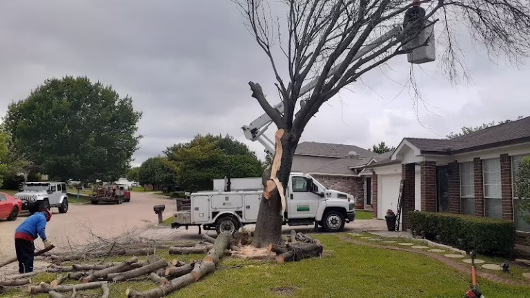 61501 red monkeys tree service llc 1 768x432