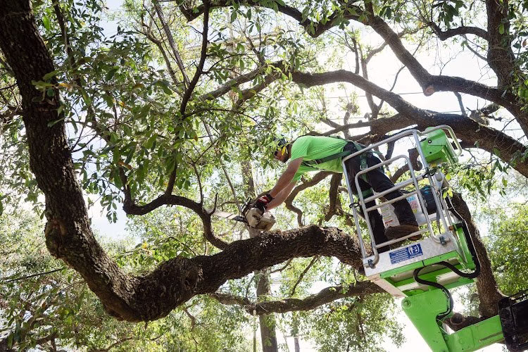 61687 tree masters 3