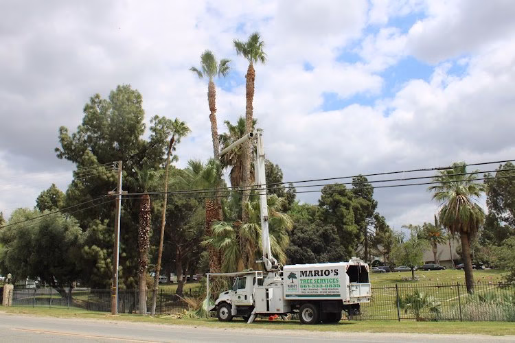 61948 marios tree services 1