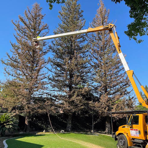 61981 henriquez tree service 1