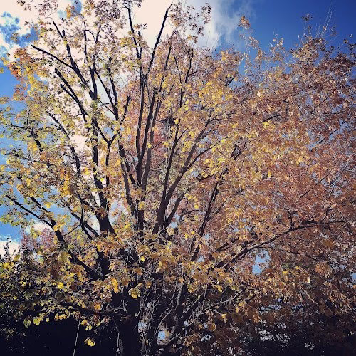 62076 theseasonstreecare 1