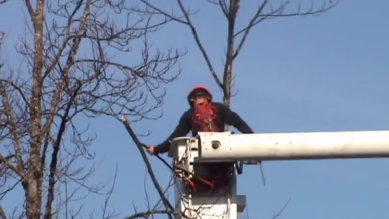 62146 forest city tree protection co. inc 768x432