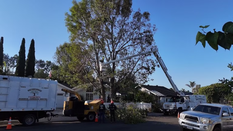 62358 paez tree service 1 768x432