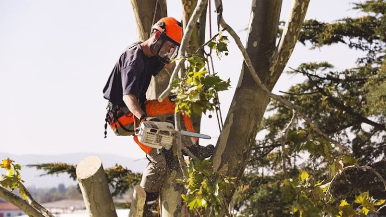 62367 dels tree experts 1 768x432