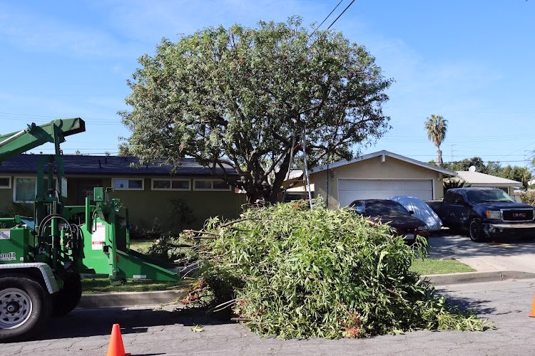 62384 ufs tree care orange county affordable services 1