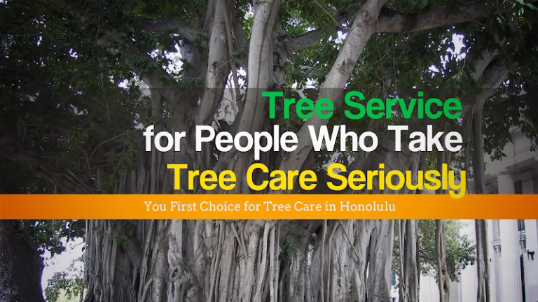 62481 tropical tree services 1 768x432