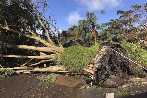 62487 hawaii tree service 1