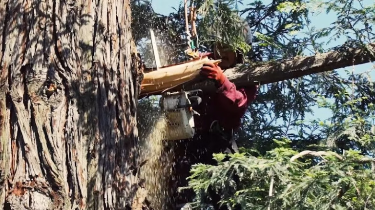 62609 inland tree care company riverside 768x430