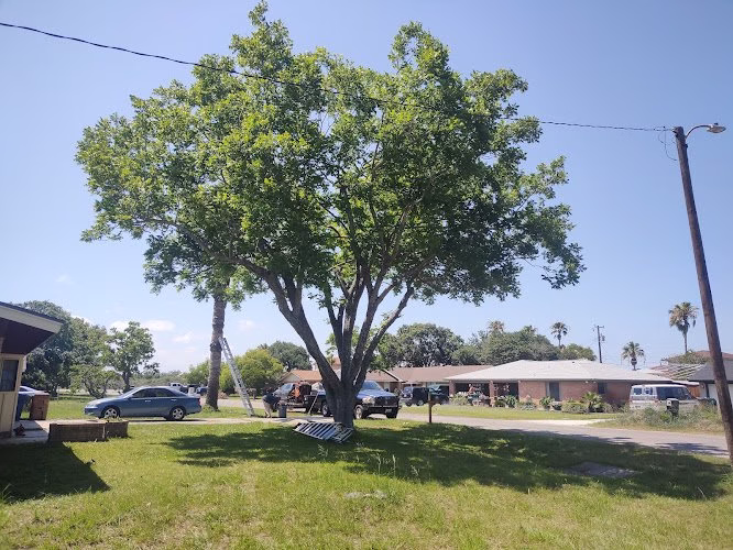 62686 dynamic tree care llc 1