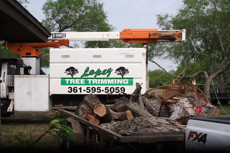 62781 lopez tree trimming 1