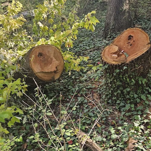 62826 apex tree services lexington 1