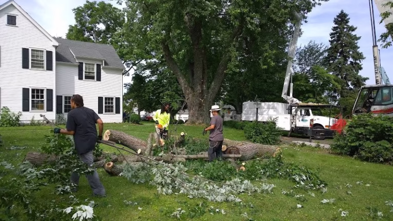 62834 arlington tree service 768x432