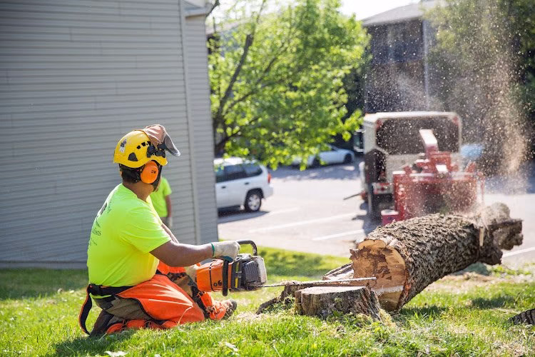 62854 dave leonard tree specialists 1