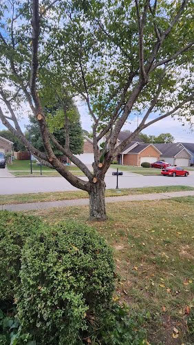 62875 georgetown tree service 1