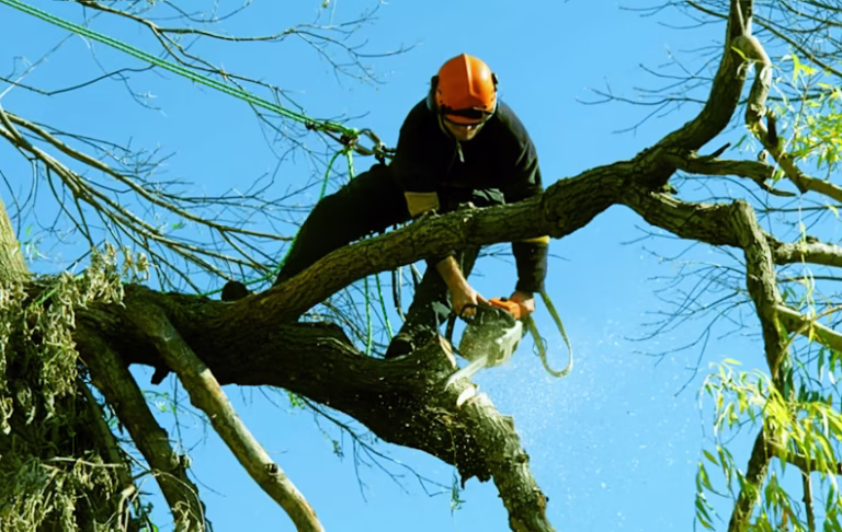 62878 wood helper tree service and gardening 768x486