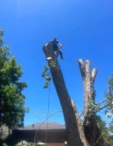 62919 big dawg tree service stump grinding llc 1