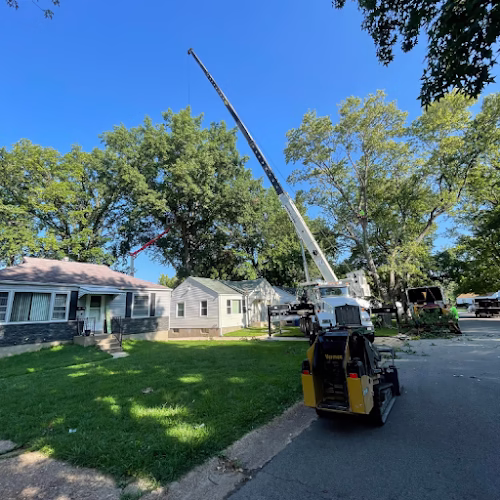 63343 mathias precision tree service 1