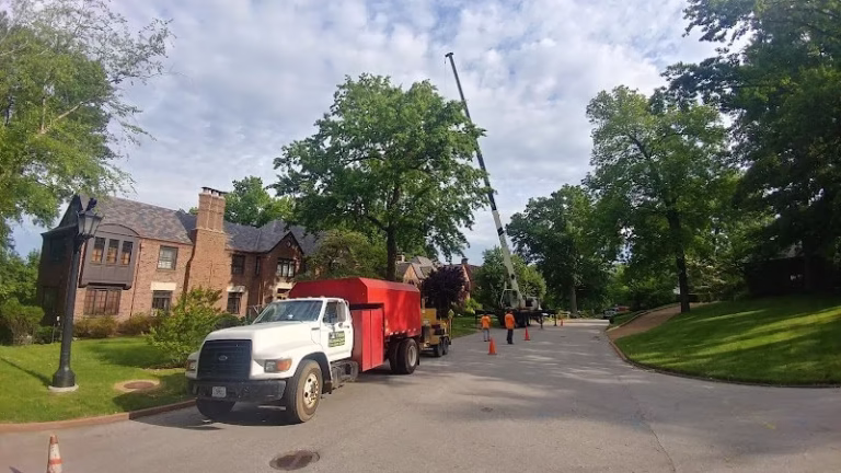 63363 tree surgeons 768x432