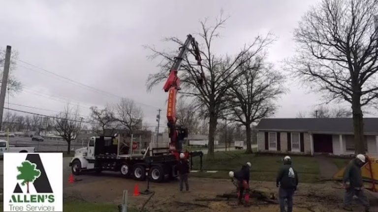 63416 allens tree service inc 1 768x432