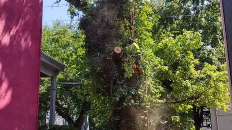 63480 rojas chops tree service llc 1 768x432