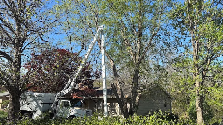 63515 dark horse tree service 1 768x432
