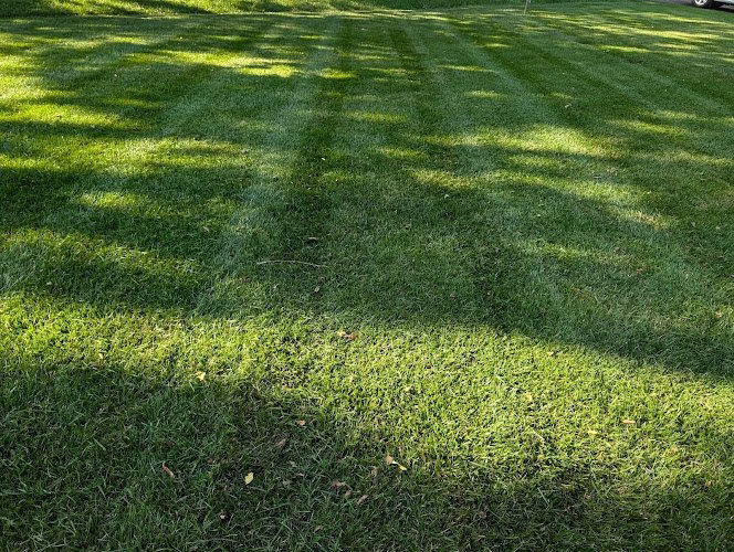 63610 cotras tree service 1