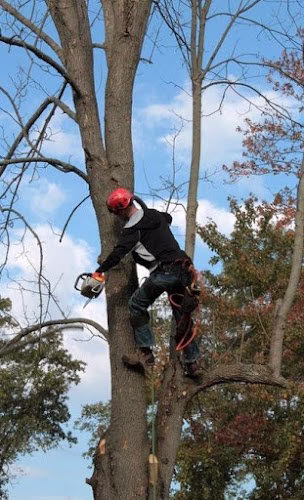 63676 pittsburgh tree service pa 1