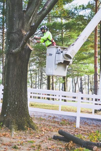 63703 horhut tree experts 8211 pittsburgh tree service 1