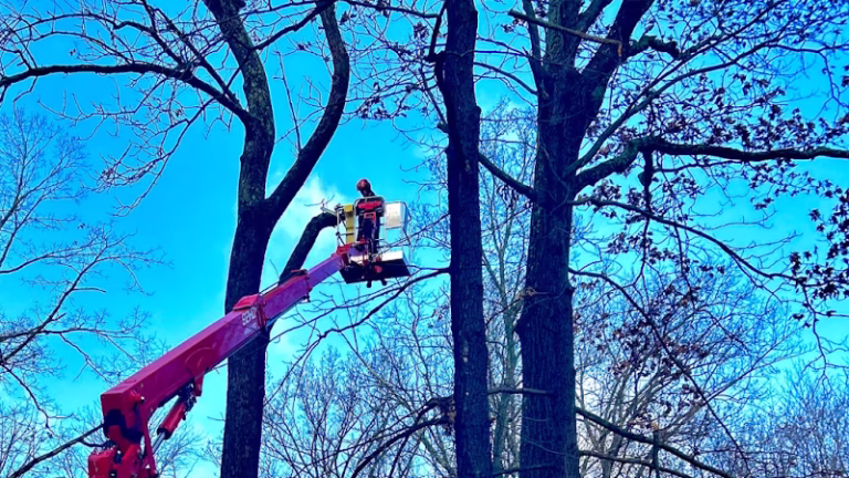 63836 b.g.tree care 1 768x432