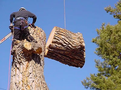 63910 h b stump removal tree services 1