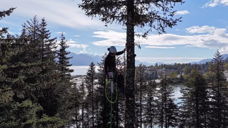 64060 aaa tree service llc 768x432