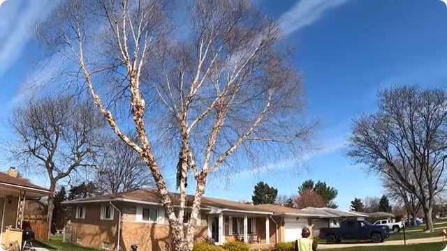 64115 master tree removal of plano 1