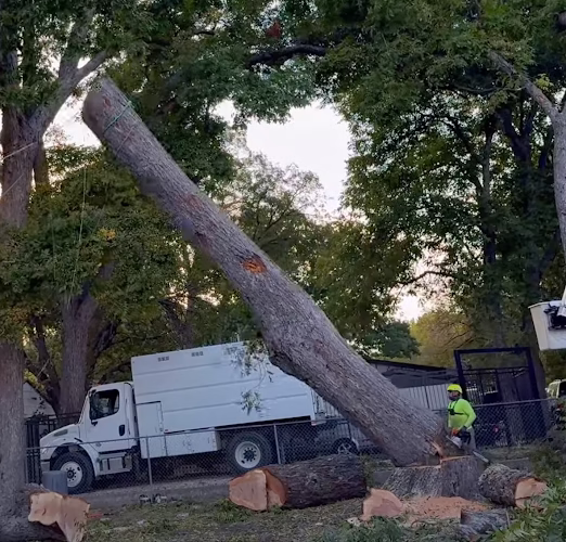 64124 tree service boss of plano 1