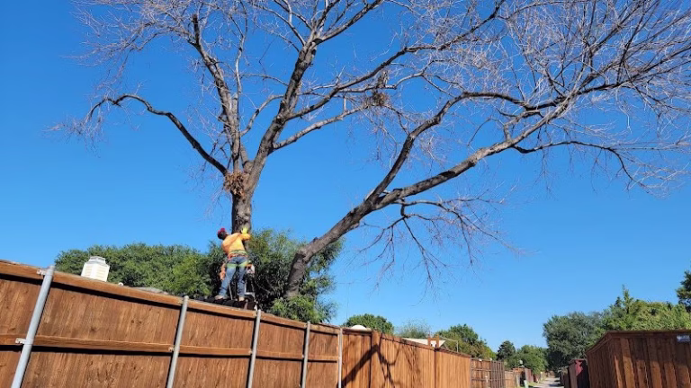 64136 albert tree service 1 768x432