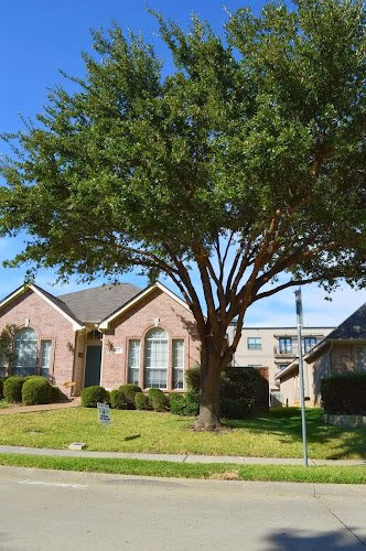 64162 golden tree maintenance