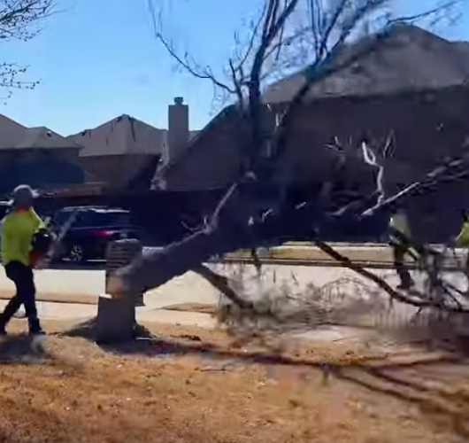 64194 tree service boss of the colony