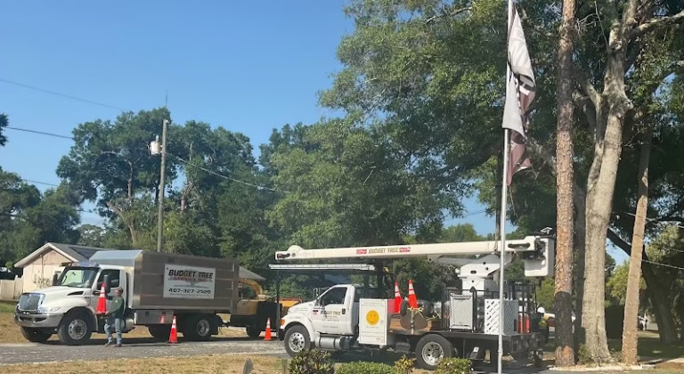 64300 a budget tree service 768x420