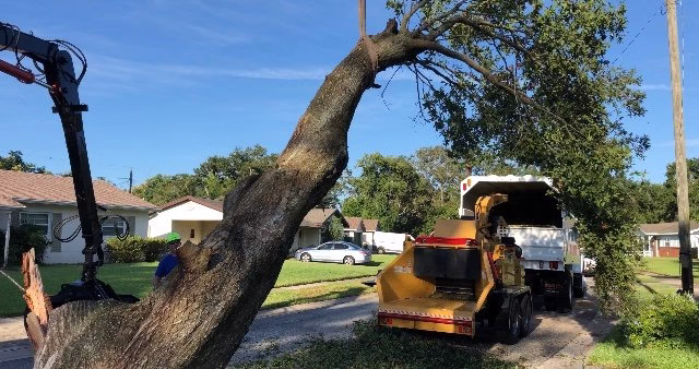 64303 central florida arborcare 1