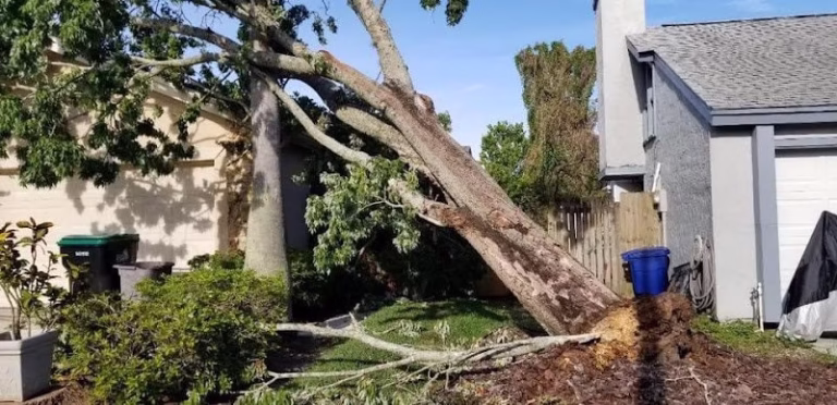 64348 walls tree service llc 768x372