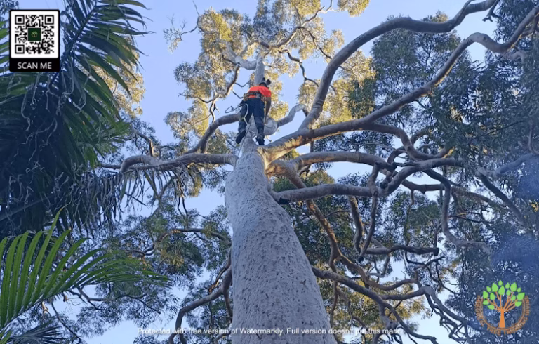 64412 arboreal tree trimming irvine 1 768x490