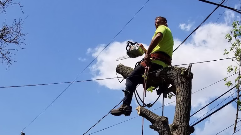 64558 jt tree service and removal llc 768x432