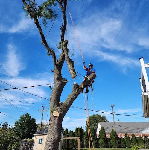 64627 resurrection tree service 1