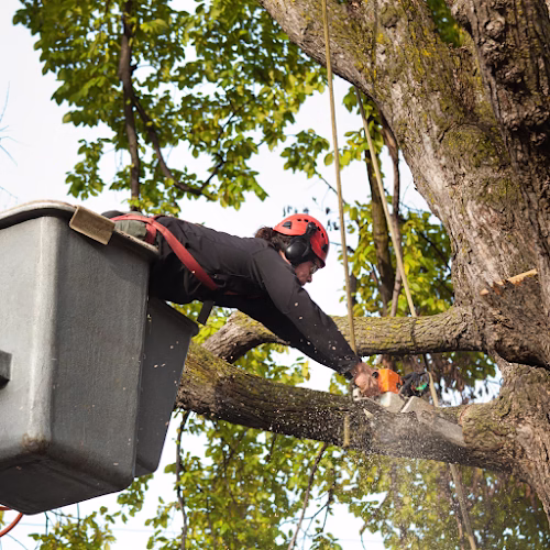64689 rj tree service pros 1
