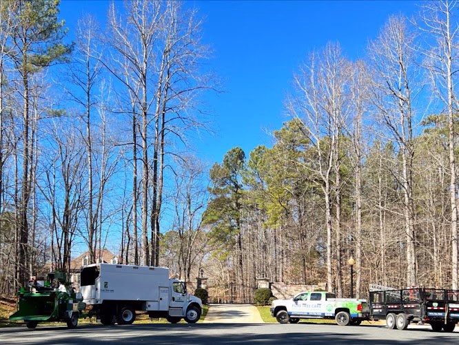 64695 pure tree care 1