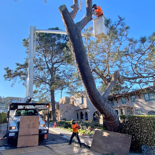 64755 higuera tree care 1