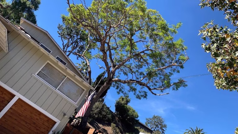 64767 bay vista tree care 1 768x432