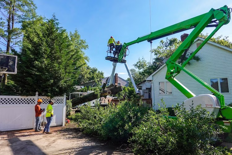 64776 urban tree service san diego 1