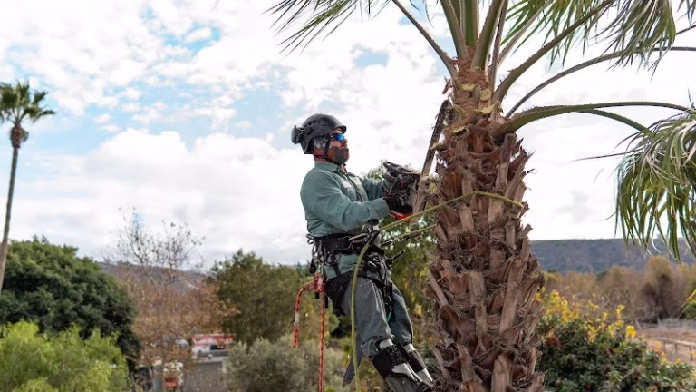 64791 emma tree service 768x432