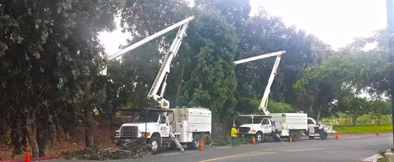 64817 arbor west tree surgeons inc 1 768x316